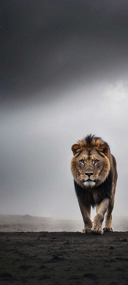 animalsonx's tweet photo. https://t.co/BJTwdcDdDZ