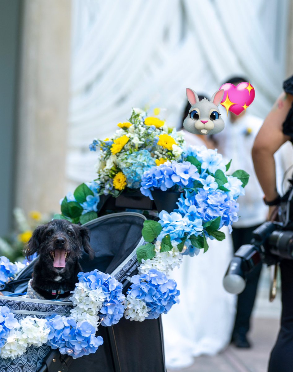 I officially got married this past weekend.
My dog,Nori, was our ringbearer. She did an amazing job . Honestly 10/10, would recommend