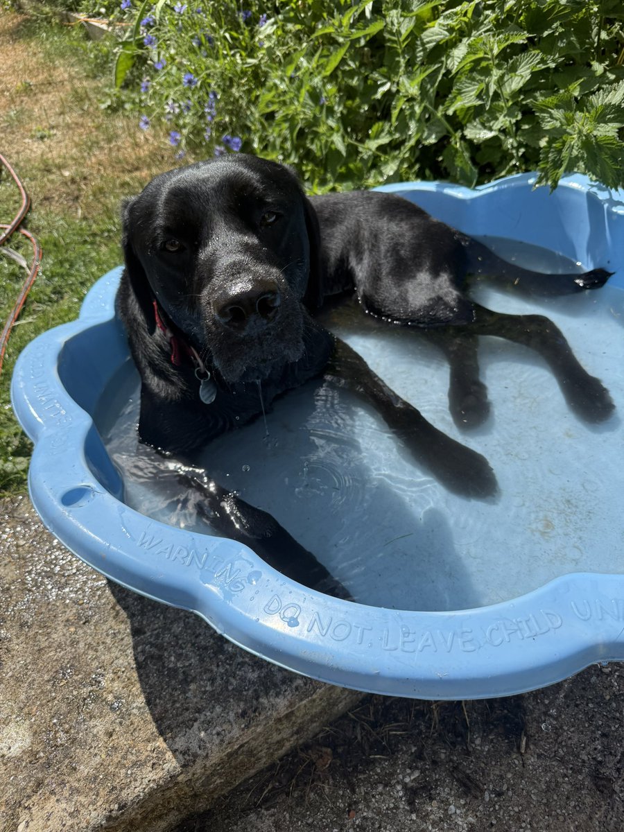 Dog pool is back! 🐶❤️