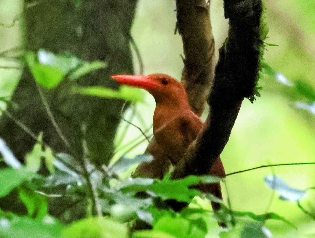 #野鳥　#アカショウビン　#夏鳥

Ruddy Kingfisher