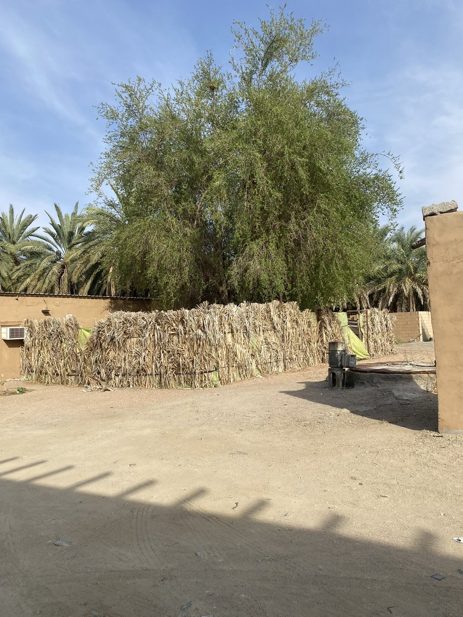 رفيق الروح ليس من يسير معك على الطريق .
بل من يسكُن داخلك دون أن يُرى .
هو ذاك الكائن الغامض ...
الذى يشبهك دون أن يتطابق ، و يخالفك دون أن يتنافر .
تشعر به فى صمتك ، تسمعه حين لا يتكلم .
هو الذى تفهمه بلا تفسير و تحبه بلا أسباب و تشتاقه دون غياب..