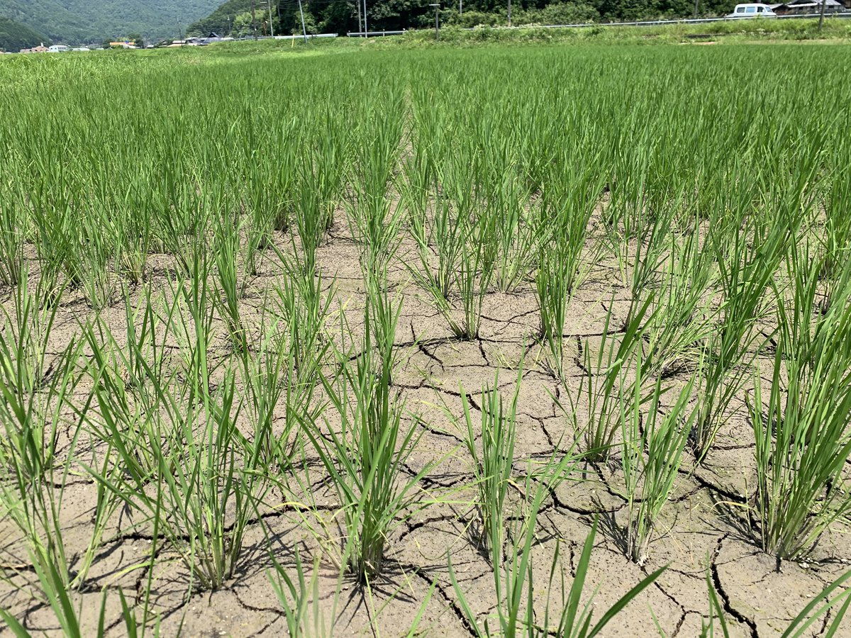 coco_sasayama's tweet image. 暑い日が続いておりますが稲は順調に育っており、中干しを行いました。
中干しをすることで根が強くなり、穂がたくさん実っても倒れなくなります。

稲刈りまであと2ヶ月！
#deps米　#米作り