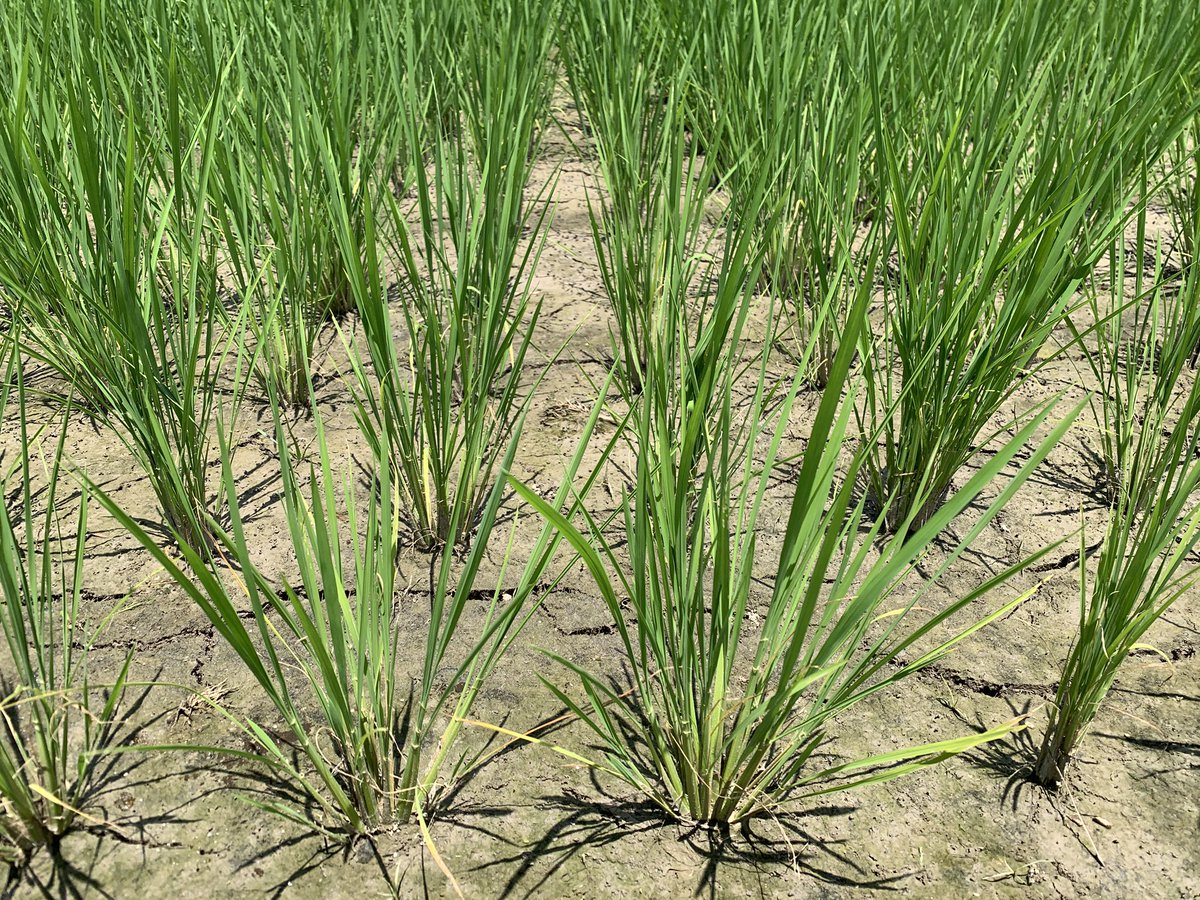 coco_sasayama's tweet image. 暑い日が続いておりますが稲は順調に育っており、中干しを行いました。
中干しをすることで根が強くなり、穂がたくさん実っても倒れなくなります。

稲刈りまであと2ヶ月！
#deps米　#米作り