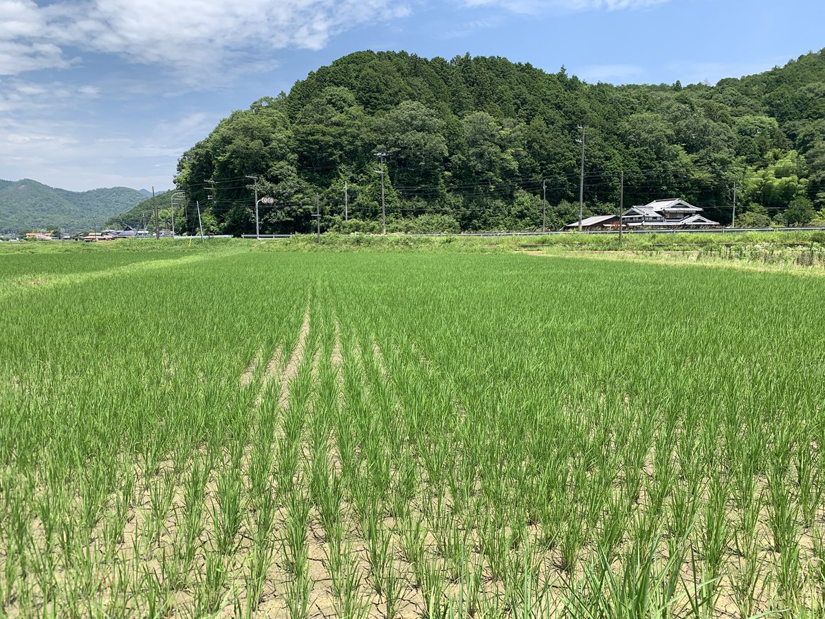 coco_sasayama's tweet image. 暑い日が続いておりますが稲は順調に育っており、中干しを行いました。
中干しをすることで根が強くなり、穂がたくさん実っても倒れなくなります。

稲刈りまであと2ヶ月！
#deps米　#米作り