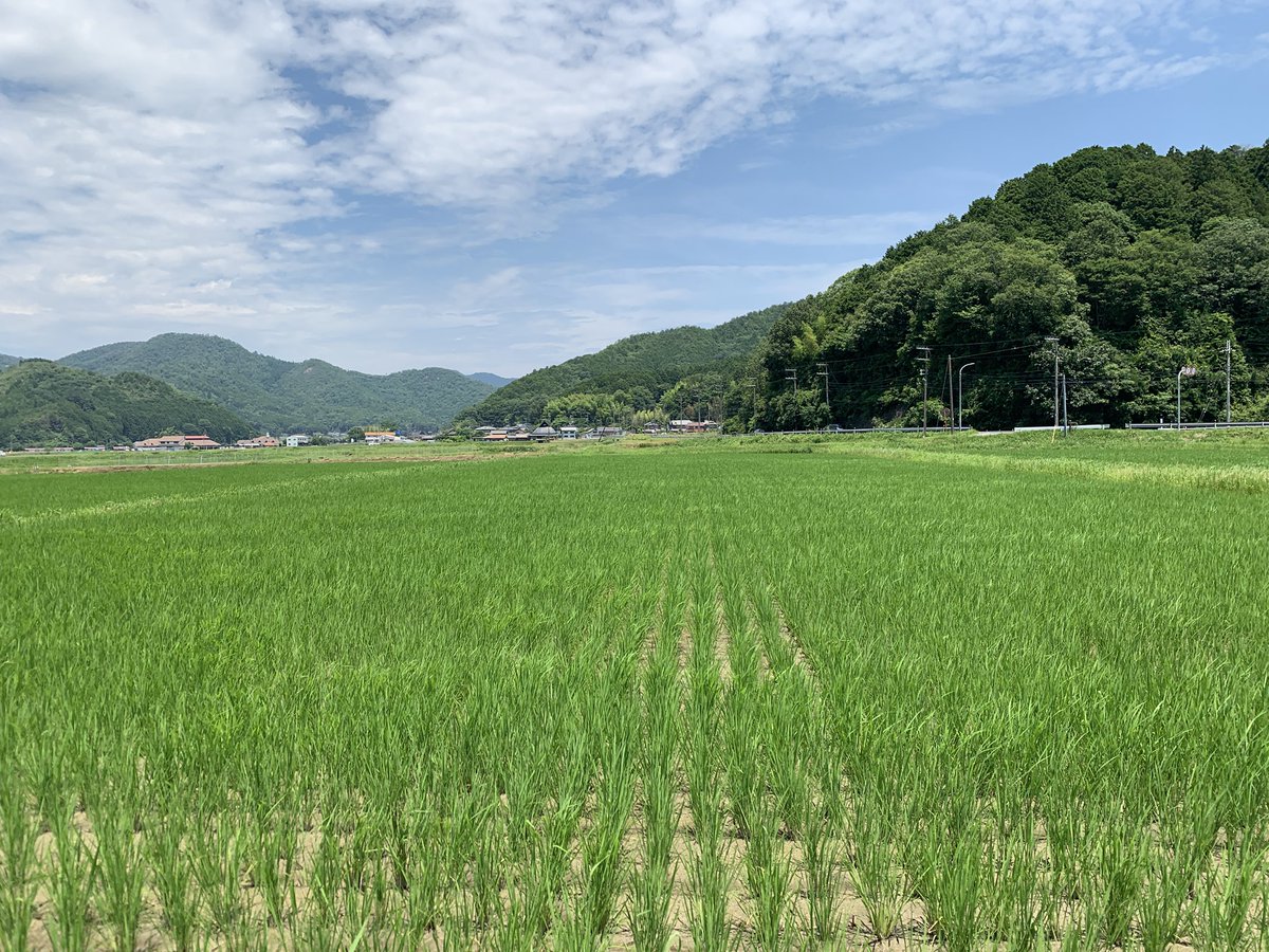 coco_sasayama's tweet image. 暑い日が続いておりますが稲は順調に育っており、中干しを行いました。
中干しをすることで根が強くなり、穂がたくさん実っても倒れなくなります。

稲刈りまであと2ヶ月！
#deps米　#米作り