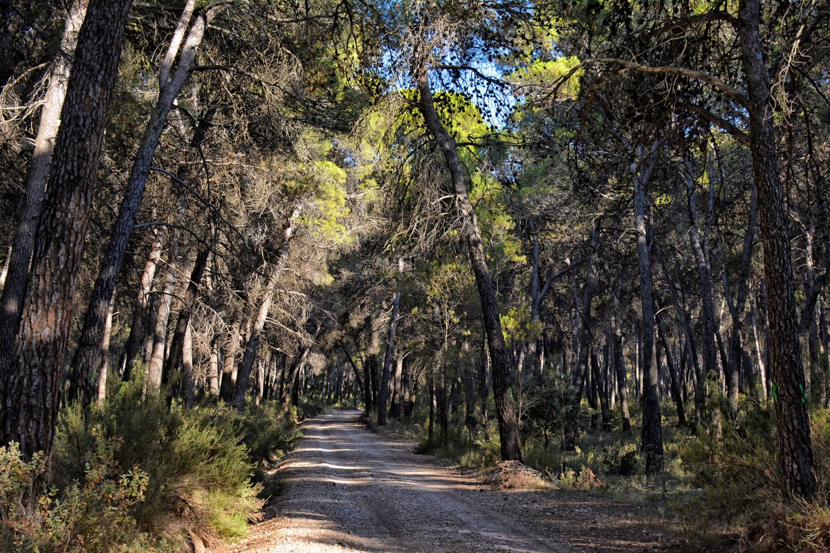 Ingeniería Forestal (@ingforestal50) on Twitter photo El proyecto <a href="/adaptaleppo/">LIFE ADAPT-ALEPPO</a> ha implementado estrategias innovadoras como la selvicultura ecohidrológica, la diversificación estructural, la restauración post-incendio y la migración asistida de especies. El proyecto <a href="/adaptaleppo/">LIFE ADAPT-ALEPPO</a> ha implementado estrategias innovadoras como la selvicultura ecohidrológica, la diversificación estructural, la restauración post-incendio y la migración asistida de especies.