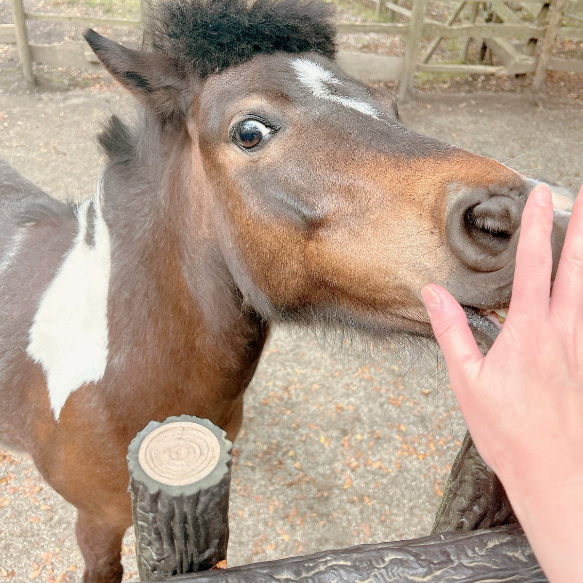 チャオくん🩵とヒカルくん💜
に相手してもらった

暑すぎて
今年の夏どうやって
乗り切ろうか？と相談しました。

ちなみにエースくんに
唾2回もかけられて
汗と共に涙も出そうだった🫠😂

#カドリードミニオン 

              🦙2025.6.28🐎