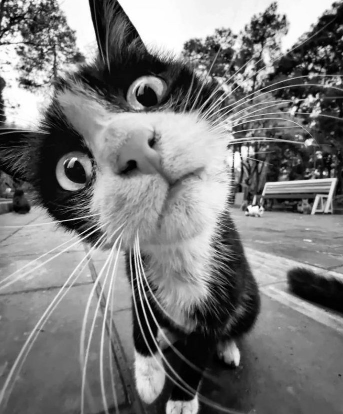 blakshadowgirl's tweet photo. Κ Α Λ Η  Ε Β Δ Ο Μ Α Δ Α . . .🤌👀🐾 https://t.co/eYWm0HIEry