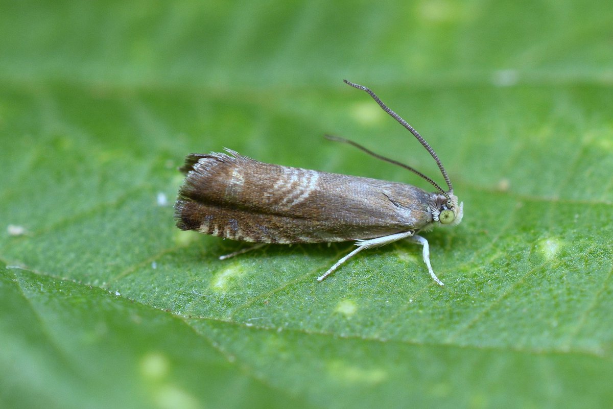 Antony Wren (@beachhutbirder) on Twitter photo After appearing in my Suffolk garden last July, Grapholita delineana was confirmed as a first for Britain. Another appeared in August and then another on Saturday night. Might I have the only breeding population in the UK in the middle of my garden?
<a href="/BC_Suffolk/">BC Suffolk Branch</a> <a href="/BritishMoths/">British Moths</a> After appearing in my Suffolk garden last July, Grapholita delineana was confirmed as a first for Britain. Another appeared in August and then another on Saturday night. Might I have the only breeding population in the UK in the middle of my garden?
<a href="/BC_Suffolk/">BC Suffolk Branch</a> <a href="/BritishMoths/">British Moths</a>