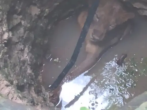 Lion rescued from 20 ft deep well in Damasa village of Una taluka