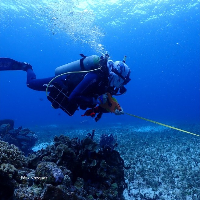 MarSustentable's tweet photo. En estas fotos vemos a la Dra. Ana Molina, investigadora de la UNAM en Sisal, Yucatán, y colaboradora de Mar Sustentable en Cozumel.
Any ha apoyado en la realización de censos de peces, y aquí la vemos utilizando un transecto para el monitoreo subacuático de peces de arrecife @flx_an #OCEANS #OceanLife #sharks