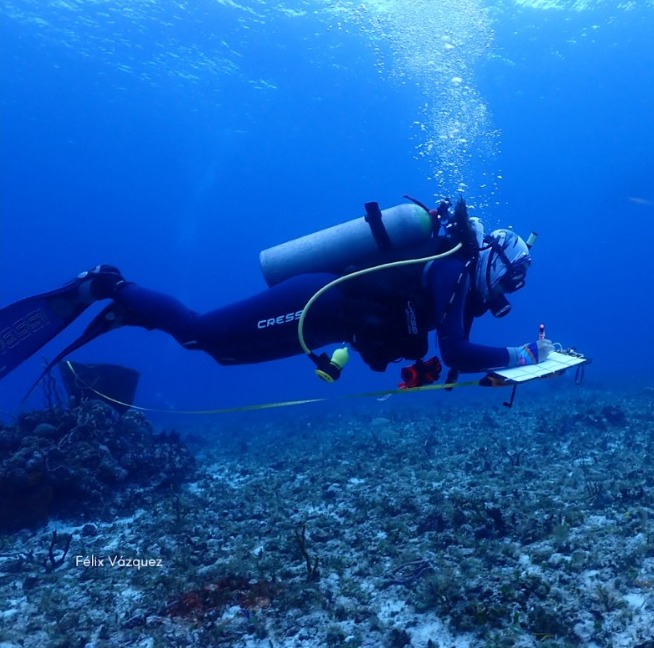En estas fotos vemos a la Dra. Ana Molina, investigadora de la UNAM en Sisal, Yucatán, y colaboradora de Mar Sustentable en Cozumel.
Any ha apoyado en la realización de censos de peces, y aquí la vemos utilizando un transecto para el monitoreo subacuático de peces de arrecife
