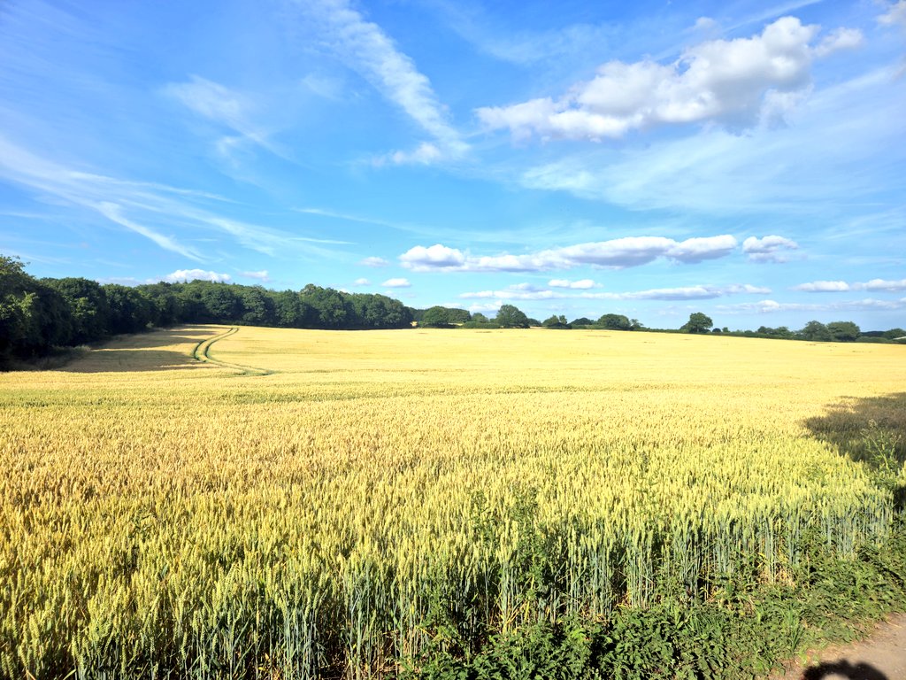 WillCardale4536's tweet image. 6.6 mile hike from Harpenden to The Wagonners Pub, Ayot Green

#hikingadventures #weekendadventures #Harpendenhikes #WalkYourWay