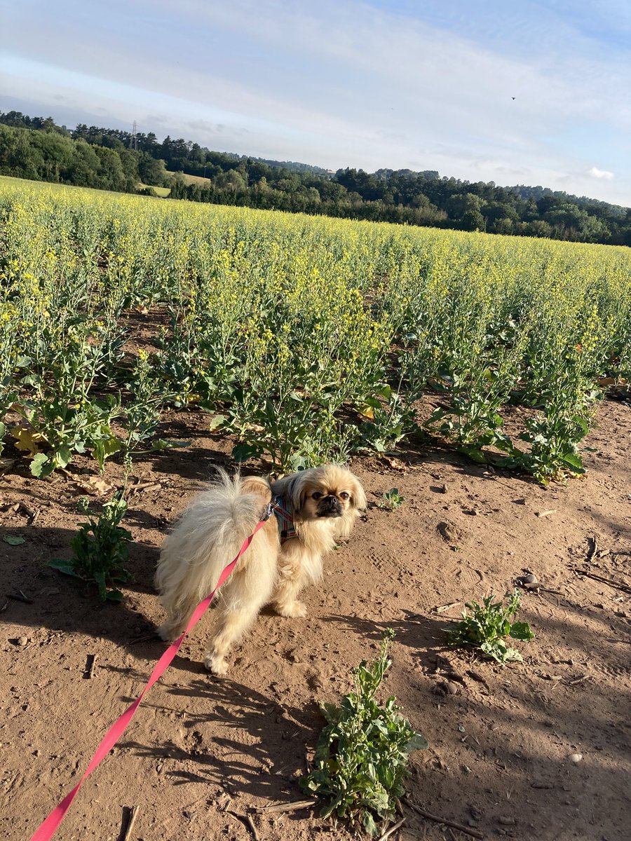Art71Rachael's tweet photo. We have been out on the early morning walk…but already it’s hotter than Satans arse crack, after he’s been on a bike ride up a volcano 🥵🥵🥵#staycool #keepdogssafe https://t.co/B6CJ5T7JAk