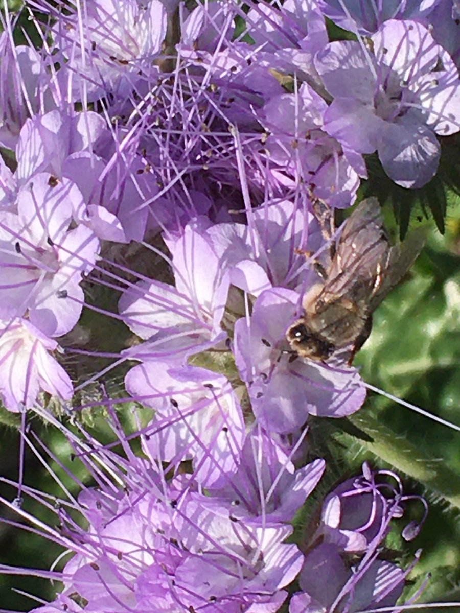 Day #30DaysWild Noticing … pollination …