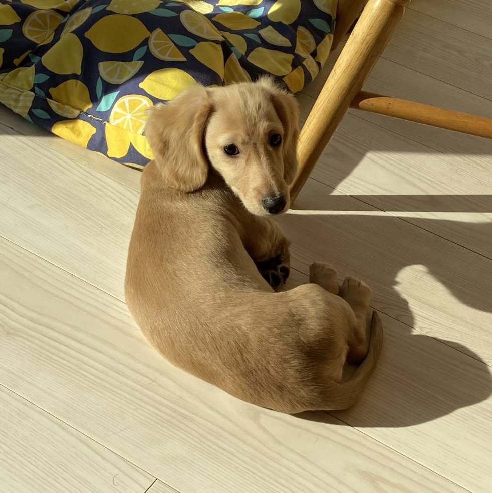 ちゅるちゅるぷりぷりだった頃のぷくさん