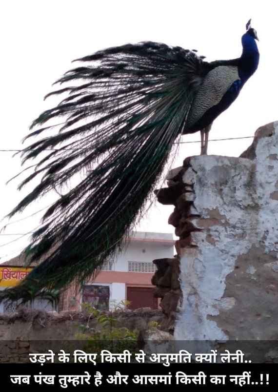उड़ने के लिए किसी से अनुमति क्यों लेनी...
जब पंख तुम्हारे है और आसमा किसी का नहीं !!