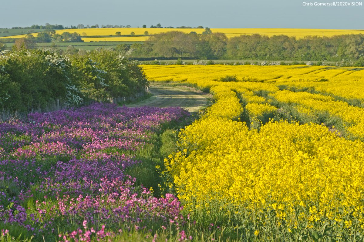 🌾 Today, The Wildlife Trusts launch a bold new vision - 'Food and Farming in a Nature and Climate Crises'.

Nature-friendly farming must move centre-stage. It’s time to get the farming transition back on track. The moment to act is now.

Read more 👉 
wildlifetrusts.org/news/new-visio…