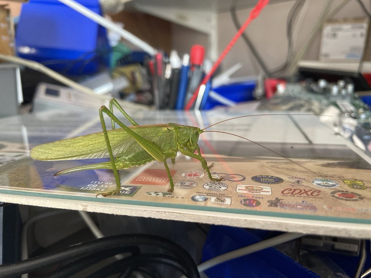 Huge visitor in the morning, but how did it get in ?