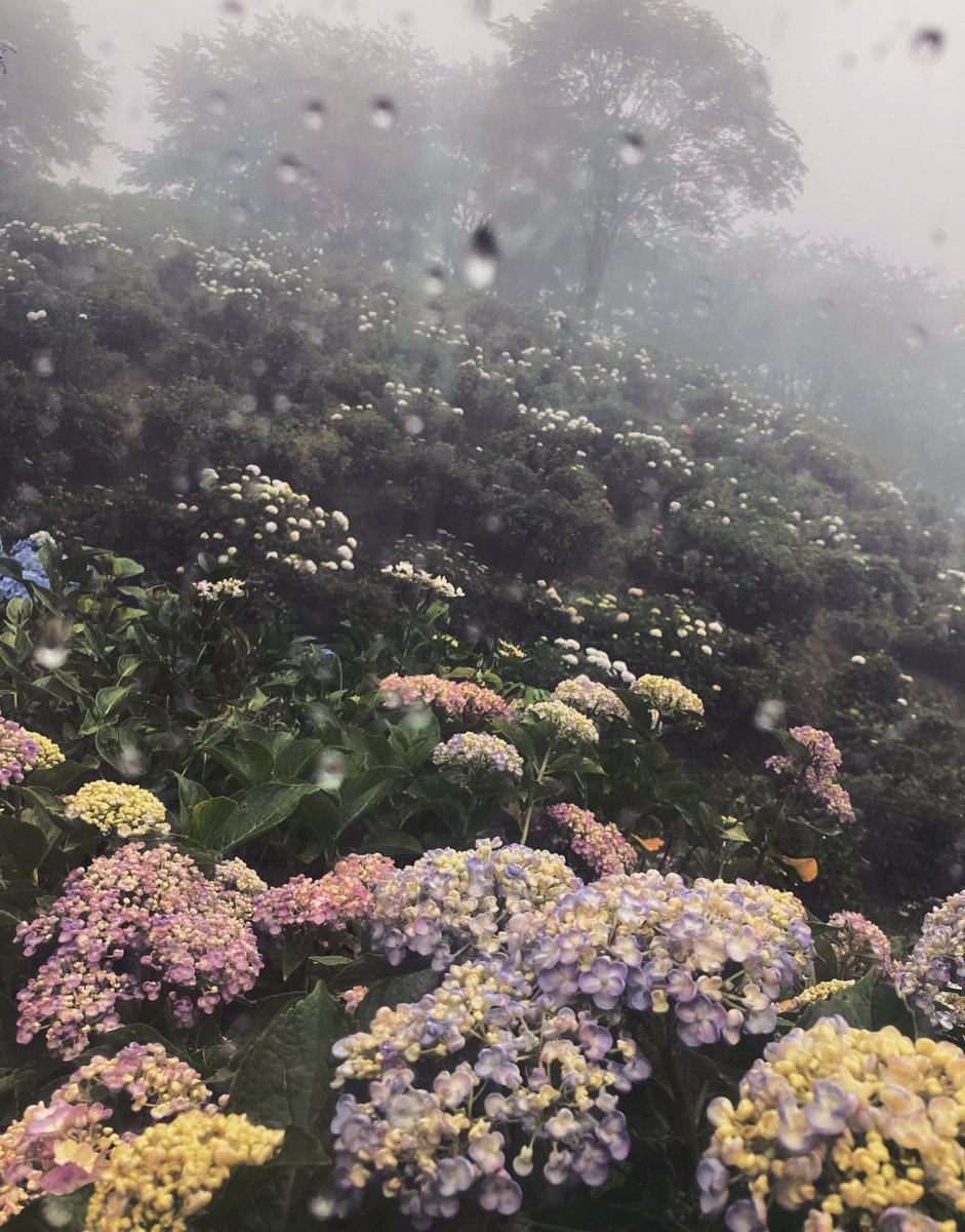 mouowari01's tweet photo. 水滴紫陽花 https://t.co/Y0L5QDUxuL