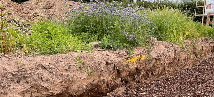 Teagasc (@teagasc) on Twitter photo Where organic manures are not available, cover crops can play a vital role in mitigating some of the adverse effects of arable farming on soil structure, as demonstrated in the soil pit at the Crops and Technology Open Day.
Find out more bit.ly/3T8BBcG
<a href="/TeagascCrops/">Teagasc Tillage Team</a> Where organic manures are not available, cover crops can play a vital role in mitigating some of the adverse effects of arable farming on soil structure, as demonstrated in the soil pit at the Crops and Technology Open Day.
Find out more bit.ly/3T8BBcG
<a href="/TeagascCrops/">Teagasc Tillage Team</a>