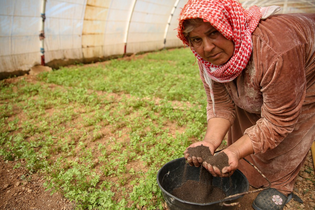 🪏 A farmer holds rich, dark soil from her organic compost in the greenhouse. 

With AKF’s support, Syrian farmers are creating organic fertilisers like vermicompost, improving soil health and supporting sustainable farming. 

📍 Hama, Syria 
📸 Ali Shaheen