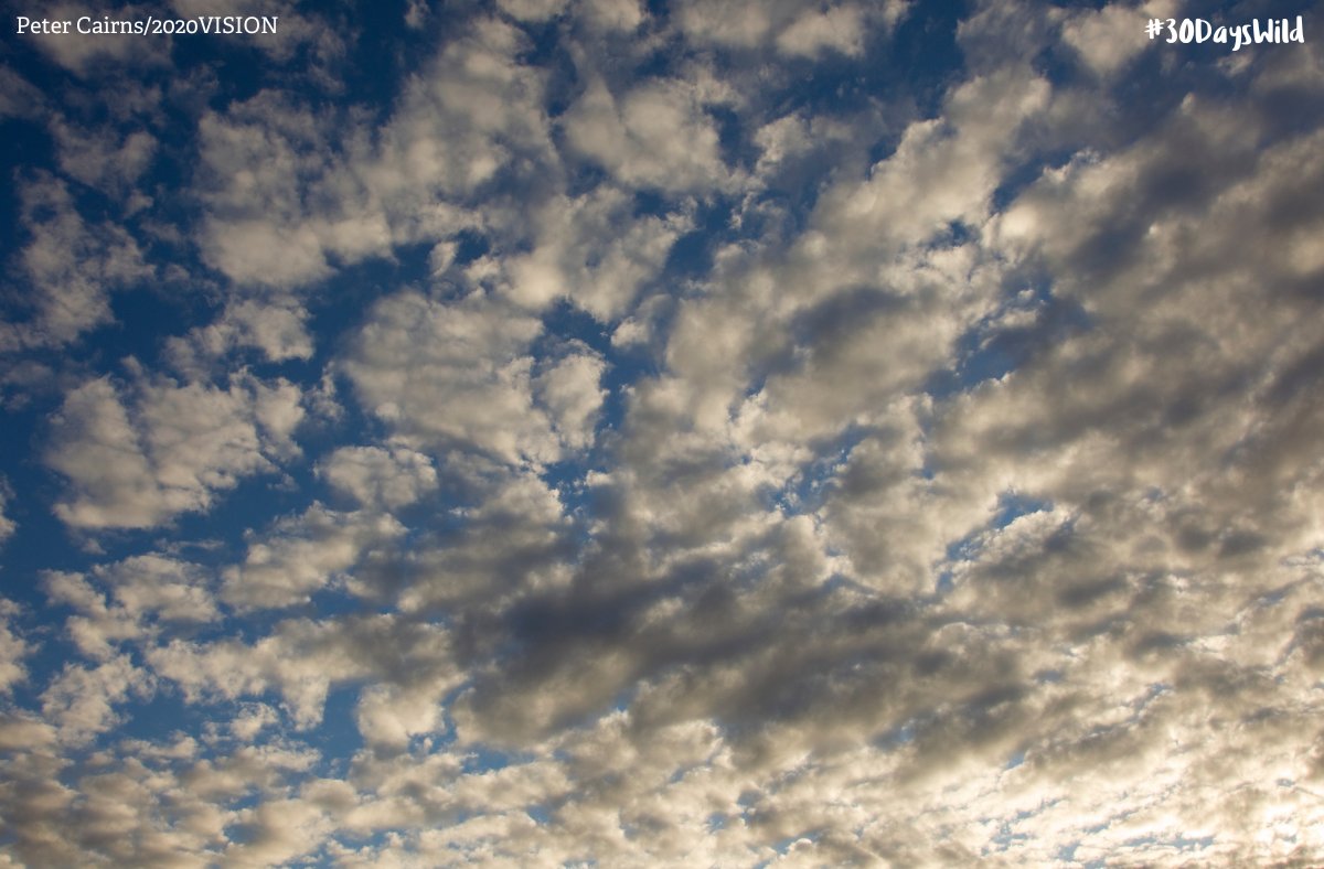 Take it easy for the final day of #30DaysWild and go cloud-watching. Take deep breaths, enjoy your time in nature and see what images you can spot in the clouds. We’d love to see your pictures! 📷👇