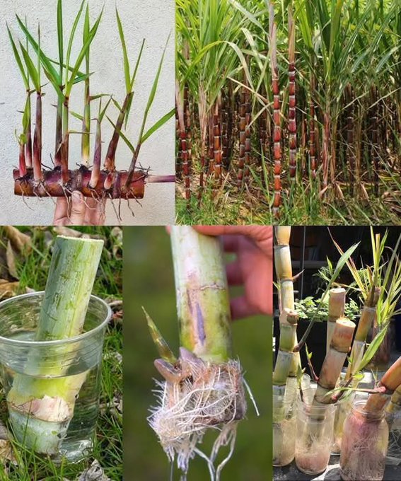 SUGARCANE FARMING!

A few days ago, I was having a casual talk with some young farmers and agripreneurs — and a common question came up: “Which crop can I grow that will give me profits for years, not just one season?” I smiled and told them, “Sugarcane!”

...Read More 👇