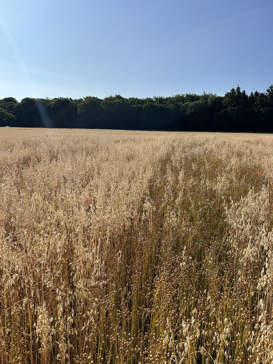 Real mixed bag on #organic winter linseed this year over 3 fields 1)how I want it to look 2)weedy mess 3) min till trial, loads of oat volunteers but could make an decent accidental Bi-crop