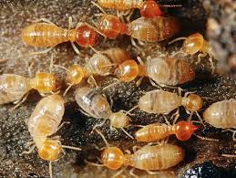 wemma9620's tweet image. If you are looking for the best #TermitePestControlservice in #Bondi, then contact PestOz. They specialise in termite pest control, protection, and inspections; ant control; spider treatments; cockroach pest control. Visit-maps.app.goo.gl/phz4q5RQpHLZUH…