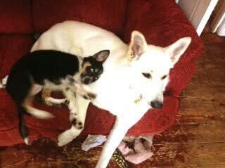 In the early hours my wonderful dog Marilyn passed- we’ve had 14 wonderful years together and I miss her already