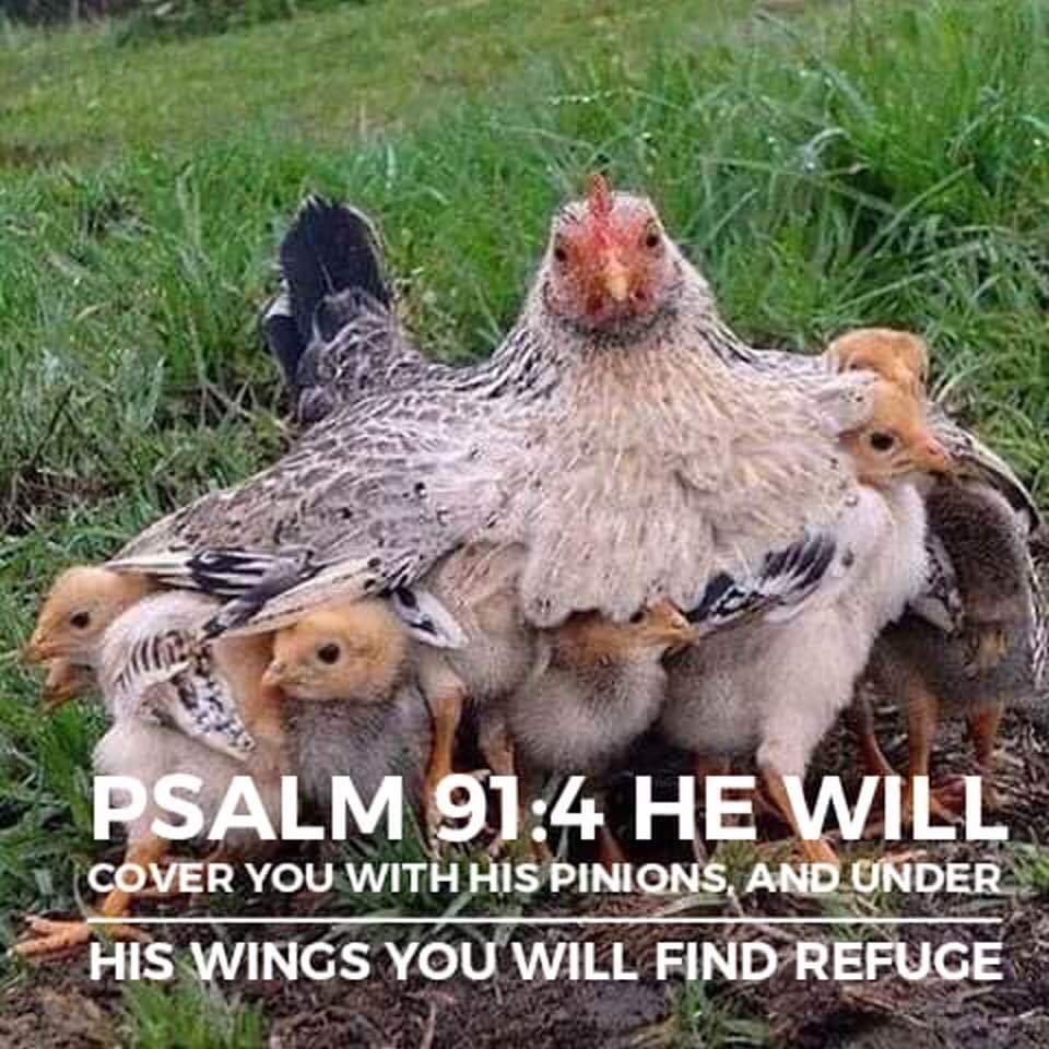 adelaide_sda's tweet photo. Have a blessed week everyone!
#godislove
#godisgoodgodisgreat
#GodIsGreat
#jesusislord
#jesusistruth
#jesus https://t.co/7v4HRmNtVf