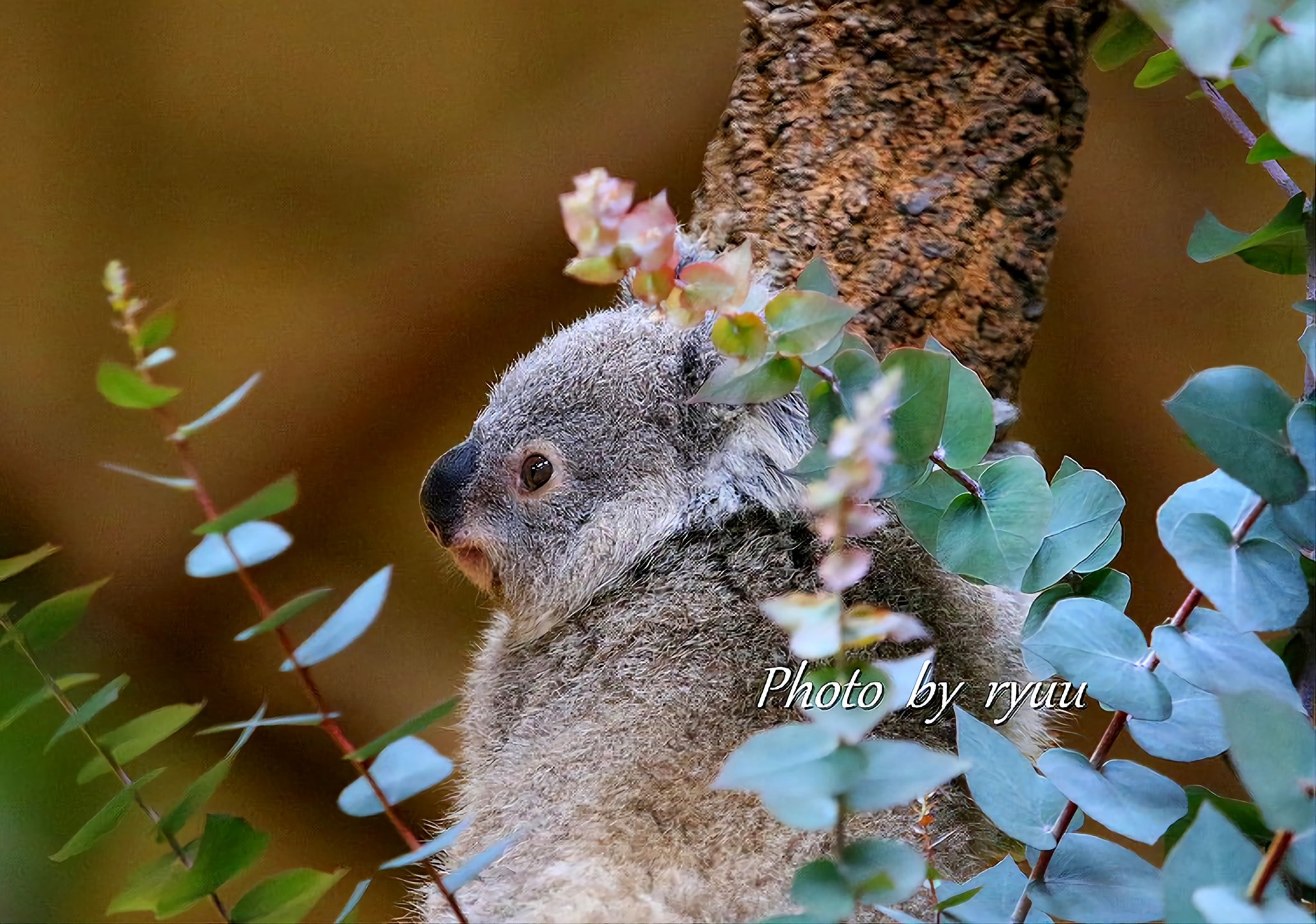 ななみ - Search / X