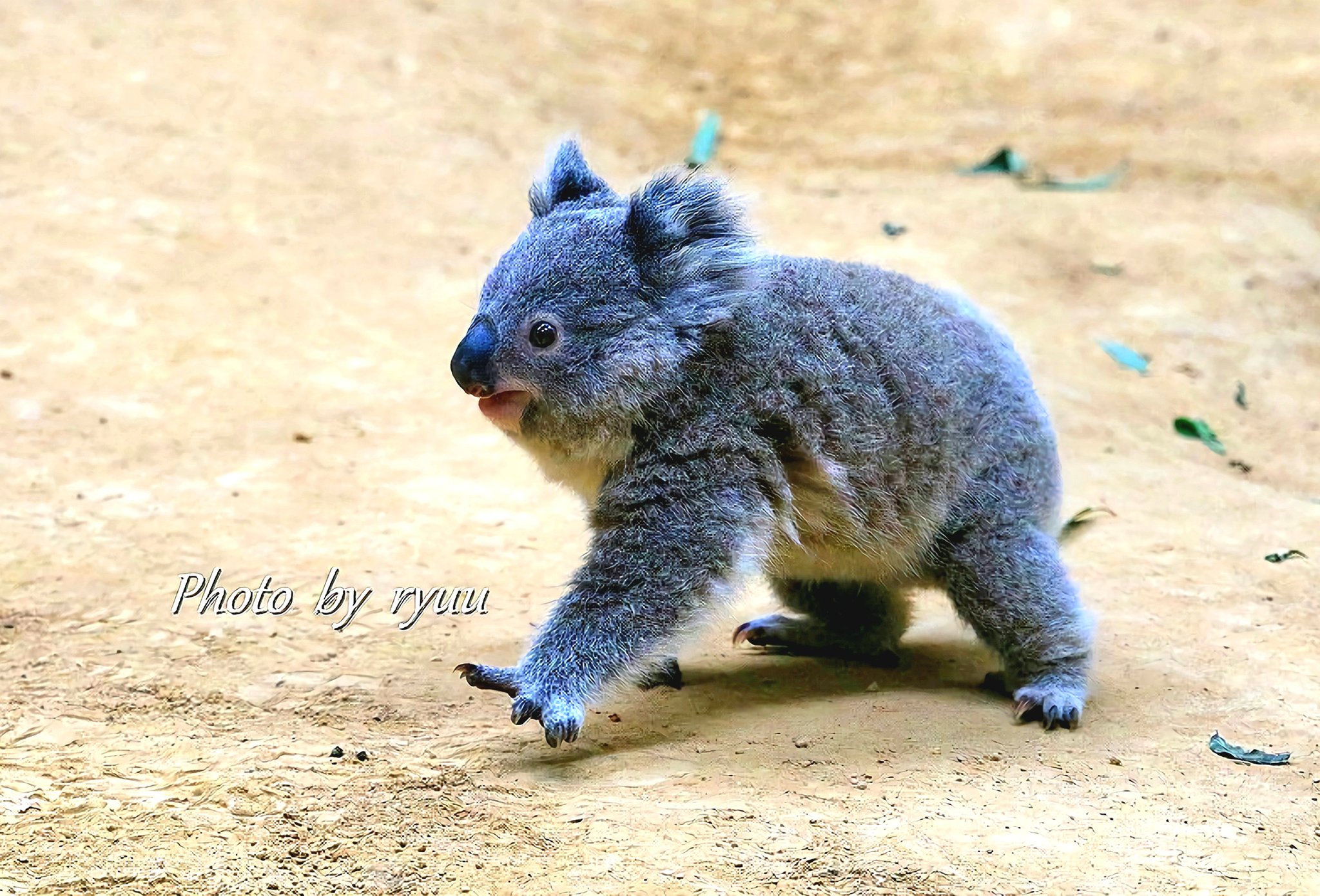 ななみ - Search / X