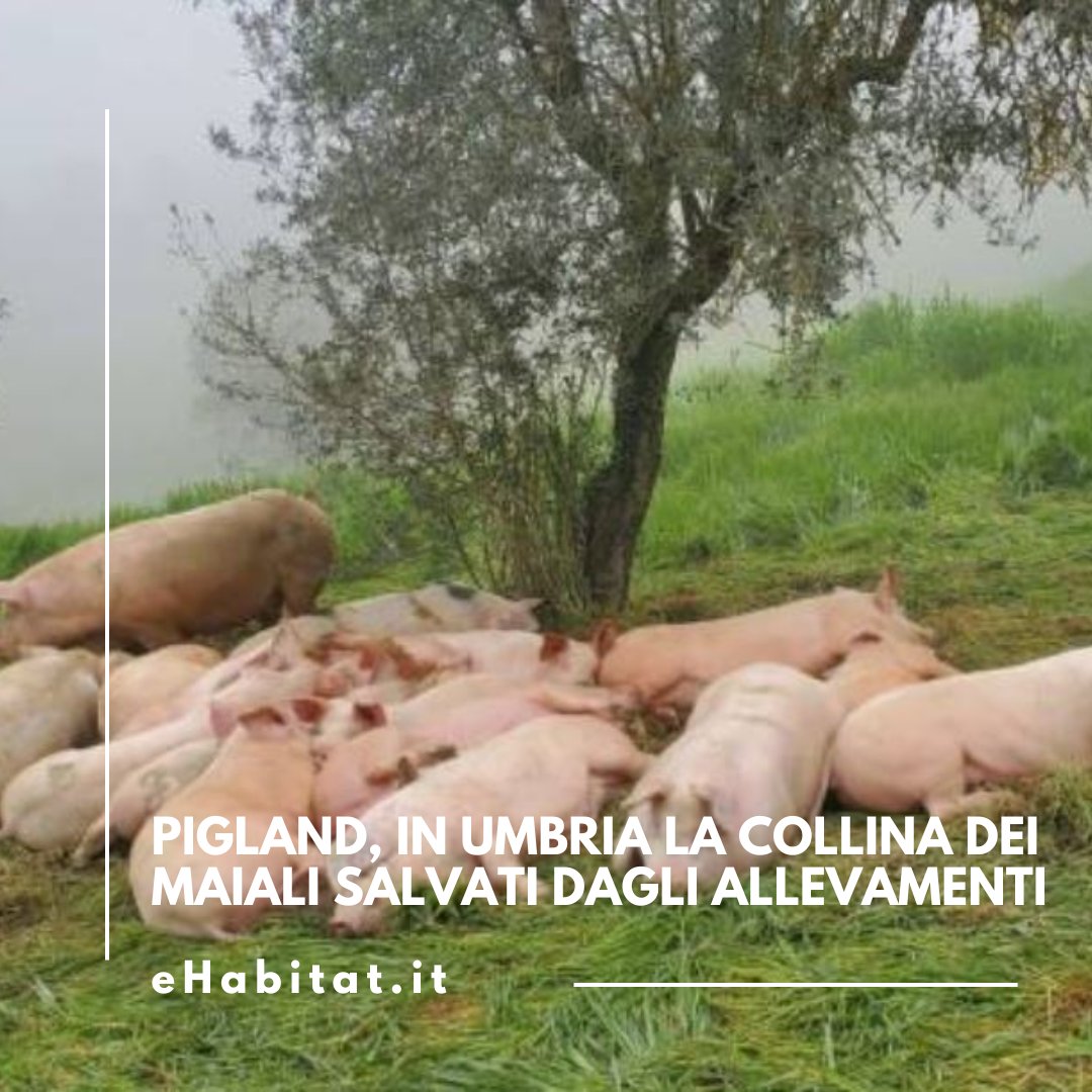 #PigLand, in Umbria la collina dei #maiali salvati dagli #allevamenti.

📖 Leggi l'articolo:

ehabitat.it/2025/06/30/pig…
.
.
.
<a href="/LAV_Italia/">LAV</a> #PigLand #Lav #AnimaliLiberi #StopAllevamentiIntensivi #RifugiAnimali #DirittiAnimali #Empatia #VeganForTheAnimals