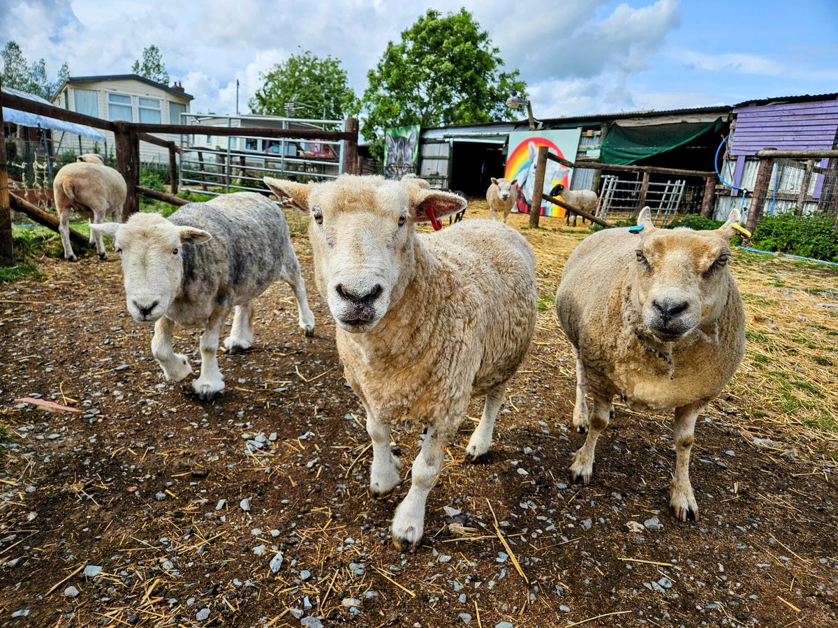 fars_sanctuary's tweet image. Hi &amp;amp; #HappyMonday friends – from #CloudSheep #ParsnipSheep &amp;amp; #RubySheep, from #TeamFARS, from everyone 🐑🐖🐔🐈🕊

These guys start their day feeling safe &amp;amp; at peace 🙏 They know, deep in their hearts, that we&apos;ll do everything possible to protect them from harm 🙌

#VeganForThem