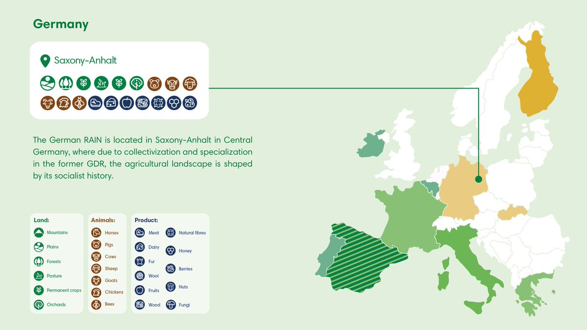 🌾🇩🇪 Our #GermanRAIN in Saxony-Anhalt shows how the agricultural landscape still reflects its socialist past, with diverse land 🌱 animals 🐖 &amp; products 🍯

<a href="/AF4EU_afinet/">AF4EU</a>  is driving #innovation in #agriculture across Europe! 🌍🚜

Stay tuned👉af4eu.eu/noticias