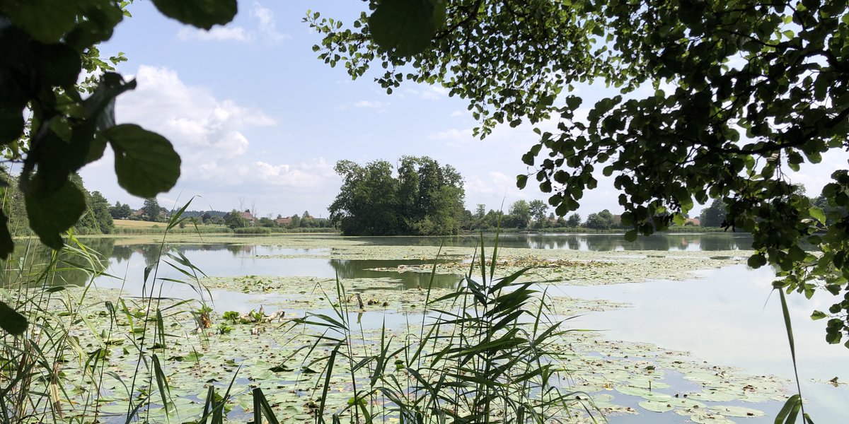 Schutz für Pfahlbauten im Inkwilersee vor Biberaktivitäten: Bevor im Oktober 2025 die Arbeiten auf der Insel starten, wird diese Woche an Land ein Installationsplatz errichtet. Mehr dazu ➡️ so.ch/staatskanzlei/…

#KantonSolothurn