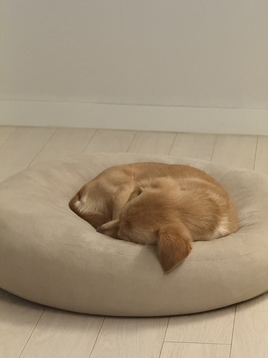 푸대푸대 강아지 순대 #순대가족찾아요