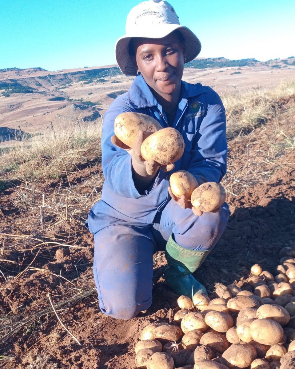 Agric_young's tweet image. Meet Nosipho Vuthela, a passionate #farmer from Mt. Fletcher, EC. She is an agricultural graduate & specialised in both #animal & crop production. Nosipho is actively involved in vegetable #farming, poultry, animal feed production & hosts agricultural seminars.
#Agriculture