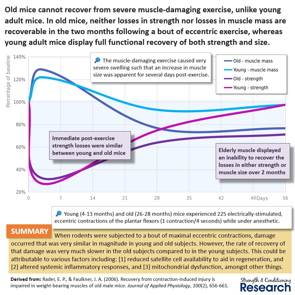 After experiencing muscle damage in an exercise bout, elderly muscle recovers more slowly than young muscle, even when the immediate post-exercise fatigue is very similar. This indicates that the repair and regeneration processes are slowed in elderly subjects.