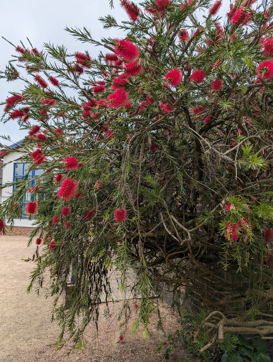 Today's #Flowertable is from the Museum grounds
Myrtaceae 
BOTTLE BRUSH 
Callistemon citrinus