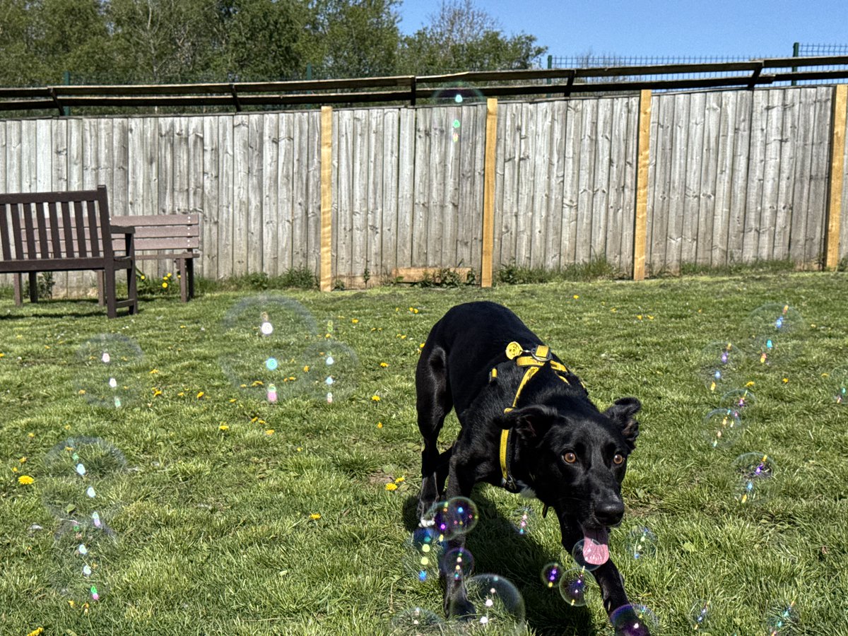 DT_WestCalder's tweet image. Swipe through to see a boy and his bubbles🤣💛

Apply to adopt Jet today by adding him to your favourites!👉 bitly.cx/fkIC4

@DogsTrust
#AdoptDontShop
#ADogIsForLife
#DogsTrust