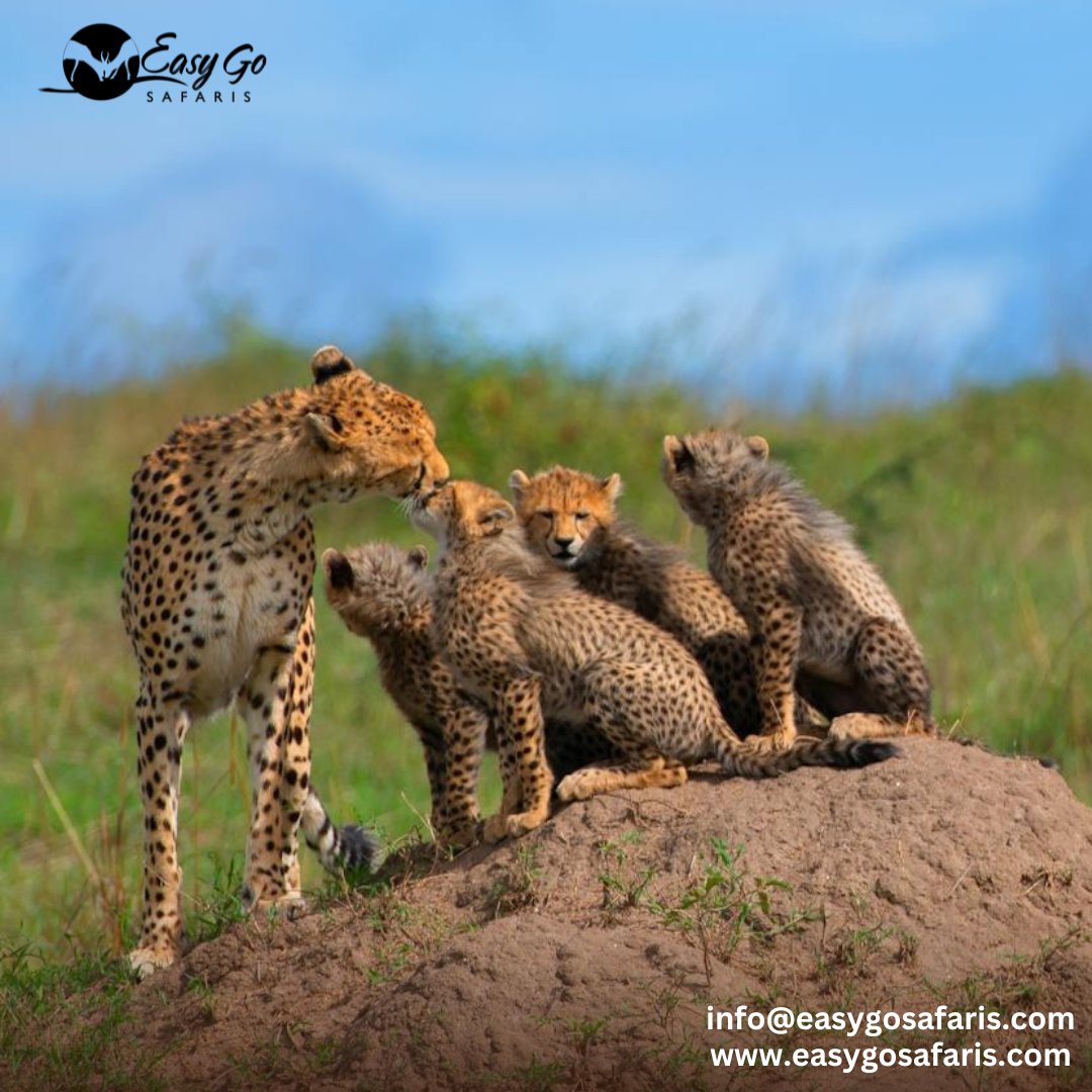EasyGoSafaris's tweet photo. A mother’s care knows no bounds—even in the heart of the wild. Witness tender moments like these with cheetahs and their cubs on a safari like no other.

Explore nature’s most beautiful bonds with us

info@easygosafaris.com
https://t.co/BPUMyjpsAp

#cheetahs #wildlife #safari https://t.co/A0ySvGMjdP