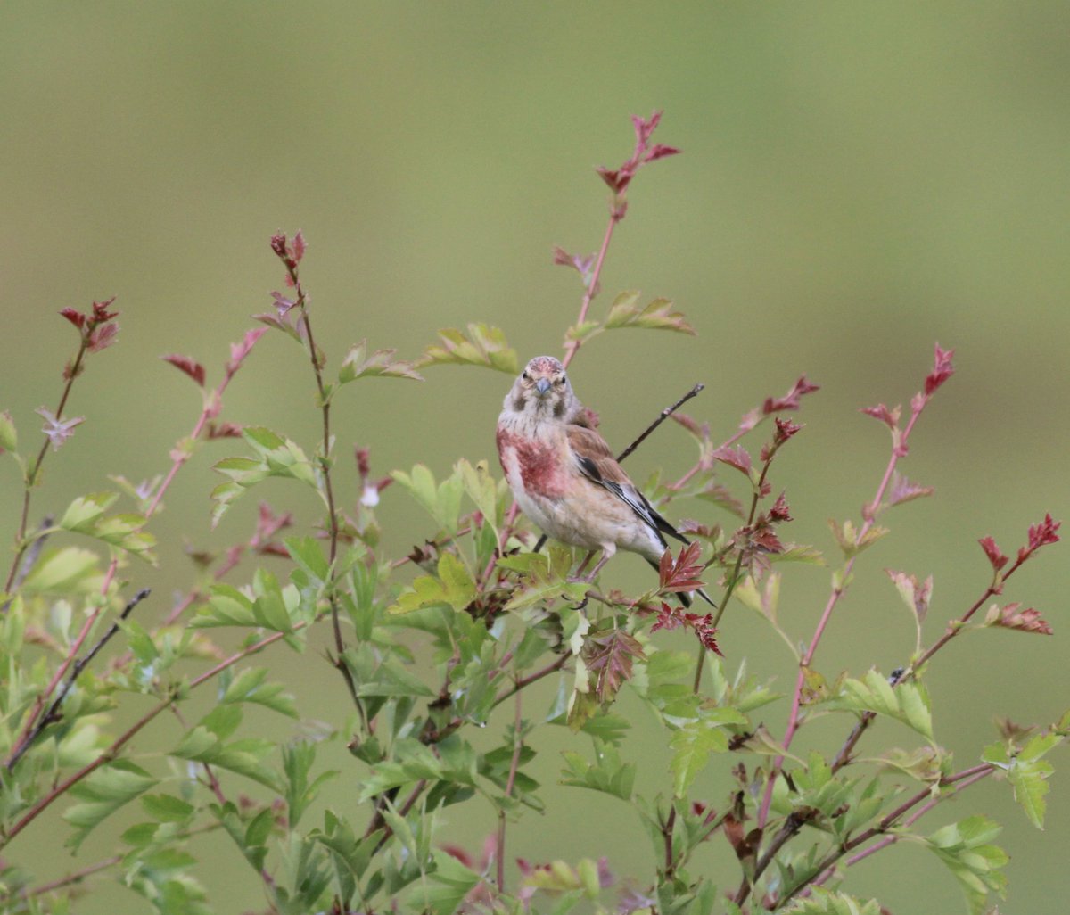 British Wildlife Mag (@britwildlife) on Twitter photo For the final day of #30DaysWild, a male Linnet
This has been one of the winners at <a href="/RSPBHopeFarm/">RSPB Hope Farm</a>, a place that proves productive farming and nature recovery can be achieved in tandem; for a review of changes during the RSPB's first 25 years there, see britishwildlife.com/article/articl… For the final day of #30DaysWild, a male Linnet
This has been one of the winners at <a href="/RSPBHopeFarm/">RSPB Hope Farm</a>, a place that proves productive farming and nature recovery can be achieved in tandem; for a review of changes during the RSPB's first 25 years there, see britishwildlife.com/article/articl…