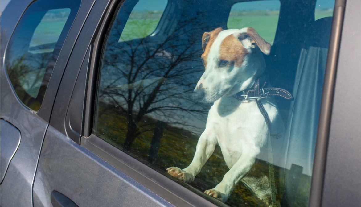 30millionsdamis's tweet photo. La Fondation #30millionsdamis ne cesse de le répéter : ne laissez JAMAIS votre animal enfermé dans un véhicule lors de fortes chaleurs ! Ce week-end, un malinois a été retrouvé mort dans le coffre d’une voiture stationnée en plein soleil à Vesoul (70). 👇https://t.co/i9vds9Xpmy https://t.co/iO8pKEMLKp