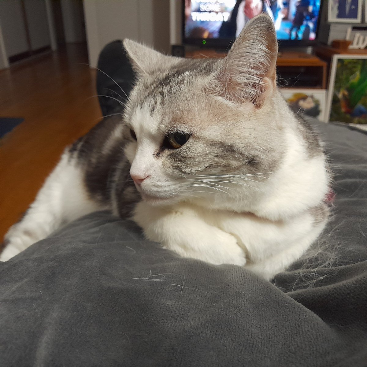 wombatwalking's tweet image. Diary of a cat servant: Ella said that if I ignore her rogue back leg this is a passable #KittyLoafMonday . I could not argue with that.