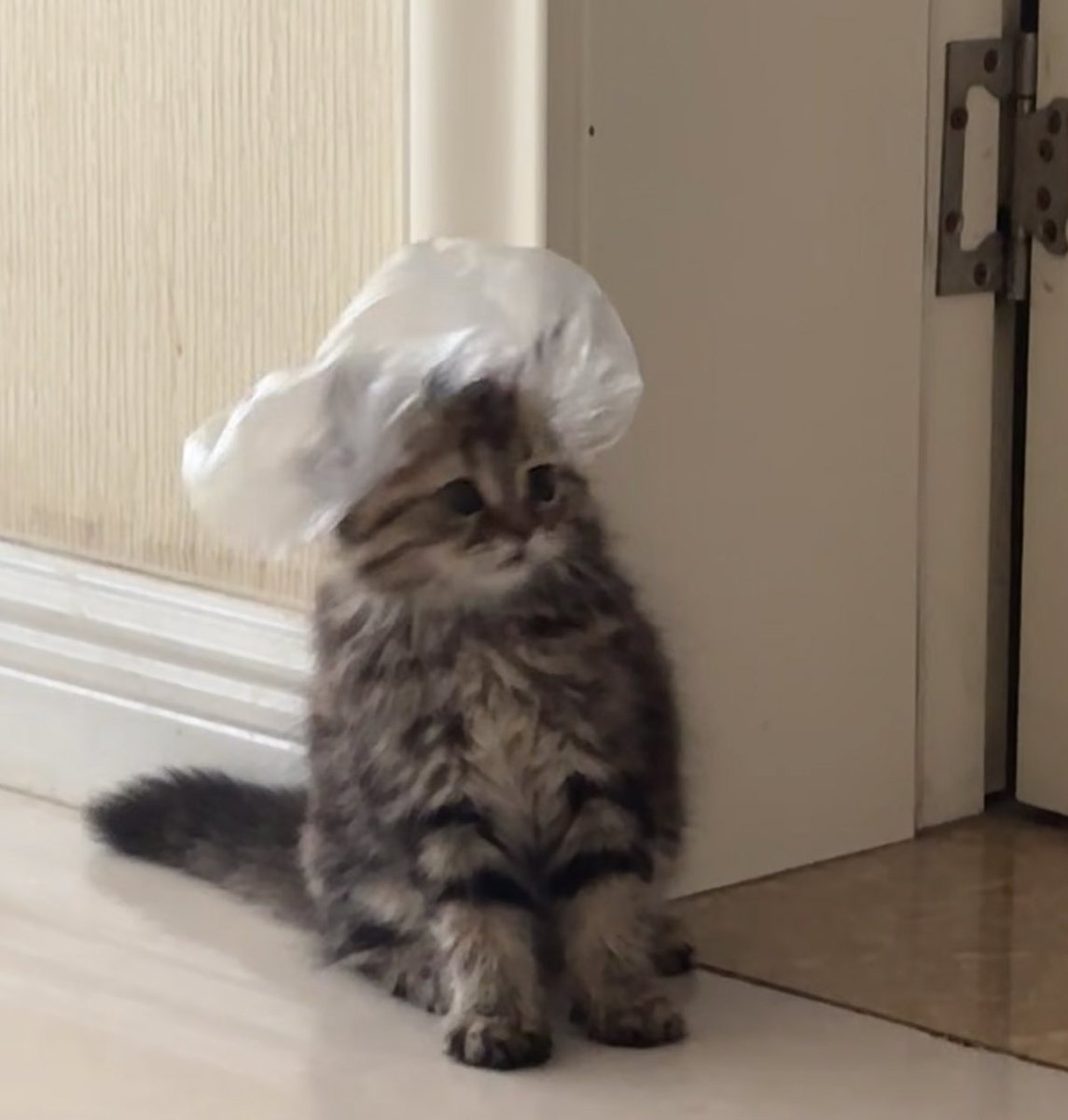 panik_cattack's tweet image. シャワー浴びたくにゃい