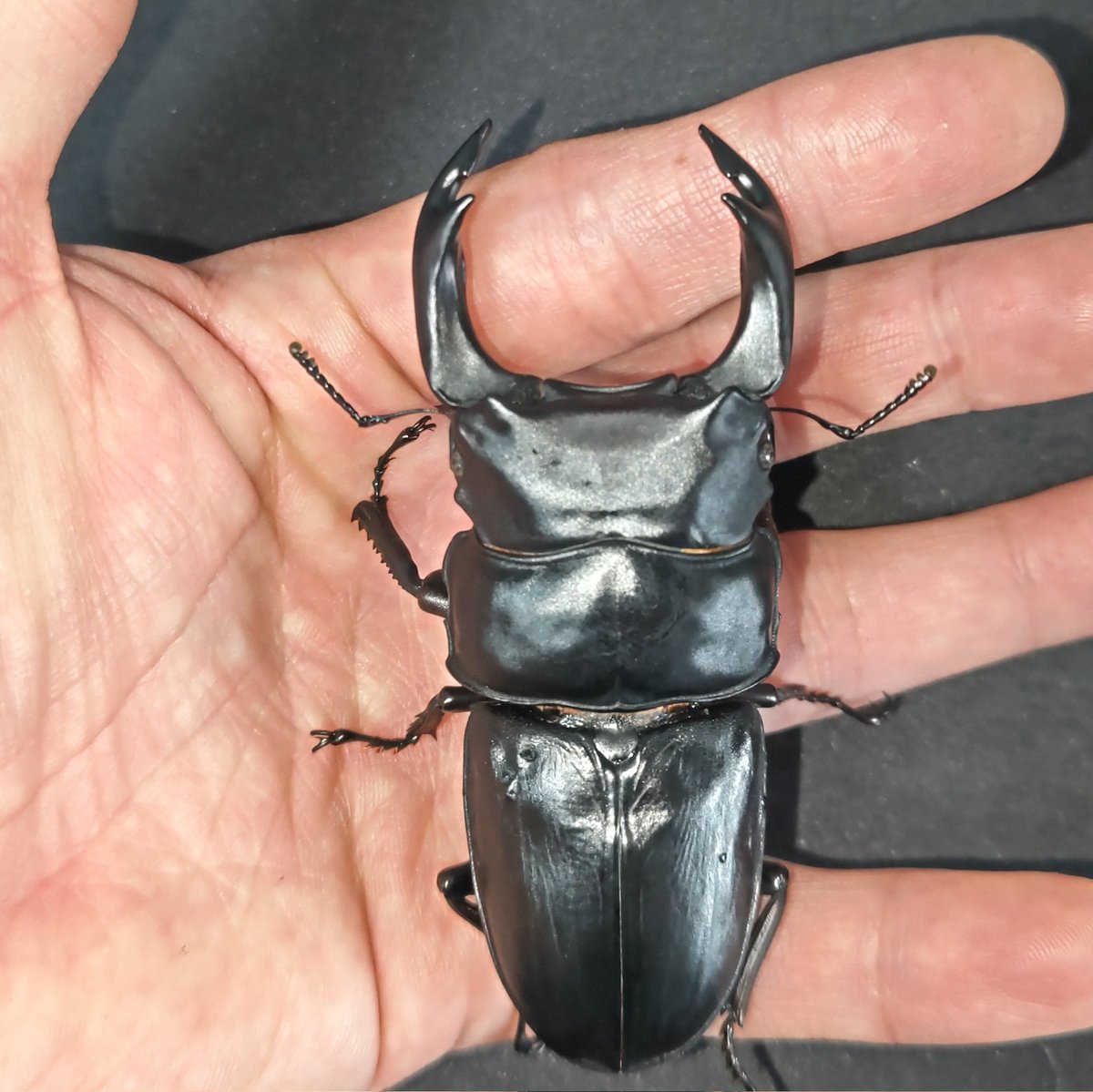 絶煩 ガルザス tweet media