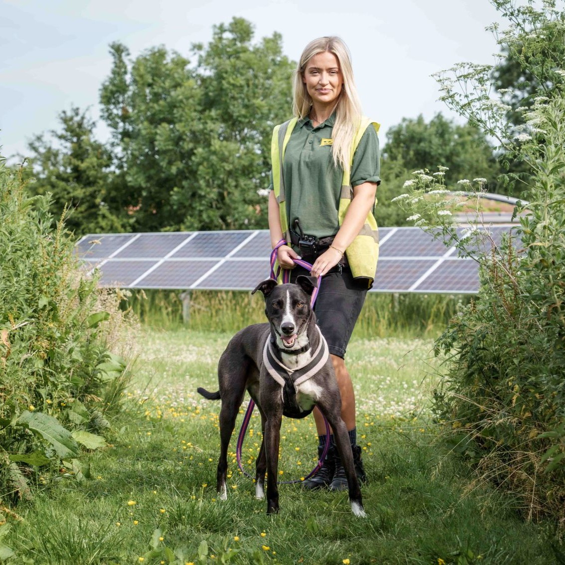 💛 Betty Spaghetti 💛
The cheeky, happy face of our Betty! She happiest when she's had her game of fetch then lays down for some fuss and snuggles with her favourite people! 🥰
Find out more about her and Apply to Adopt by visiting our website 💻⁣